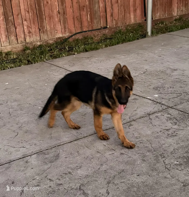 Tobias Vom Galleon  – German Shepherd Dog puppy for sale in Sacramento, CA