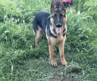 Tobias Vom Galleon , a male German Shepherd Dog for sale in Sacramento, CA – 2 of 10