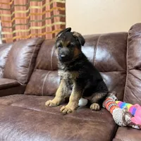 Tobias Vom Galleon , a male German Shepherd Dog for sale in Sacramento, CA – Photo 9 of 10