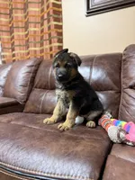 Best puppy, a male German Shepherd Dog for sale in Sacramento, CA – Photo 6 of 10