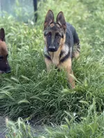 Tobias Vom Galleon , a male German Shepherd Dog for sale in Sacramento, CA – 9 of 10