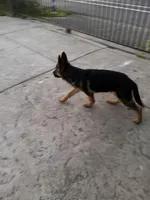 Tobias Vom Galleon , a male German Shepherd Dog for sale in Sacramento, CA – Photo 7 of 10