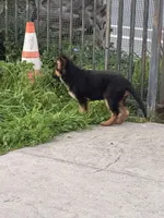 Best puppy, a male German Shepherd Dog for sale in Sacramento, CA – Photo 2 of 10