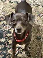 Buffy , a female Dachshund and Chihuahua for sale in Sacramento, CA – 8 of 10