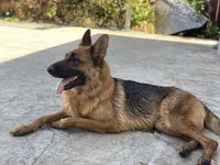 Beatrice Vom Galleon, a female German Shepherd Dog for sale in Sacramento, CA – Photo 5 of 7