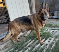 Beatrice Vom Galleon, a female German Shepherd Dog for sale in Sacramento, CA – Photo 2 of 7