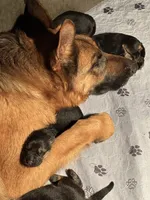 Beatrice Vom Galleon, a female German Shepherd Dog for sale in Sacramento, CA – Photo 3 of 7