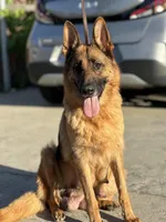 Beatrice Vom Galleon, a female German Shepherd Dog for sale in Sacramento, CA – Photo 1 of 7