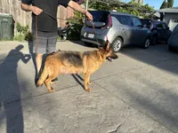 Beatrice Vom Galleon, a female German Shepherd Dog for sale in Sacramento, CA – Photo 6 of 7