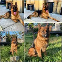 Purebred GS male Puppy 🐶, a male German Shepherd Dog for sale in Sacramento, CA – Photo 6 of 8