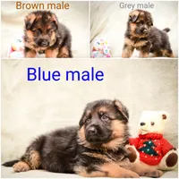 Purebred GS male Puppy 🐶, a male German Shepherd Dog for sale in Sacramento, CA – Photo 3 of 8