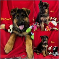 Purebred GS male Puppy 🐶, a male German Shepherd Dog for sale in Sacramento, CA – Photo 2 of 8