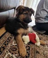 Purebred GS male Puppy 🐶, a male German Shepherd Dog for sale in Sacramento, CA – Photo 1 of 8