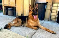 Purebred GS male Puppy 🐶, a male German Shepherd Dog for sale in Sacramento, CA – Photo 7 of 8