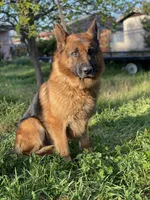 Purebred GS male Puppy 🐶, a male German Shepherd Dog for sale in Sacramento, CA – Photo 8 of 8