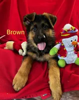 Purebred GS male Puppy 🐶, a male German Shepherd Dog for sale in Sacramento, CA – Photo 5 of 8