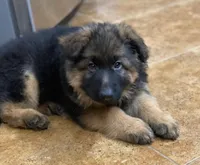 Purebred female GS, a female German Shepherd Dog for sale in Sacramento, CA – Photo 1 of 5