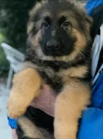 Purebred female GS, a female German Shepherd Dog for sale in Sacramento, CA – Photo 2 of 5