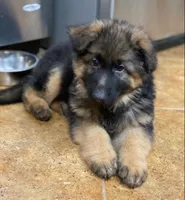 Purebred female GS, a female German Shepherd Dog for sale in Sacramento, CA – Photo 3 of 5
