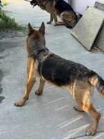 Quincee Von Rechtschaffenheit, a female German Shepherd Dog for sale in Sacramento, CA – 2 of 9