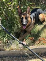 Nova GS purebred, a female German Shepherd Dog for sale in Sacramento, CA – Photo 8 of 10