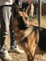 Nova GS purebred, a female German Shepherd Dog for sale in Sacramento, CA – Photo 9 of 10
