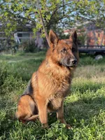 Nova GS purebred, a female German Shepherd Dog for sale in Sacramento, CA – Photo 10 of 10