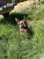 Nova GS purebred, a female German Shepherd Dog for sale in Sacramento, CA – Photo 3 of 10