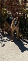 Nova GS purebred, a female German Shepherd Dog for sale in Sacramento, CA – Photo 2 of 10