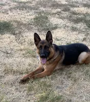 Nova GS purebred, a female German Shepherd Dog for sale in Sacramento, CA – Photo 1 of 10