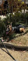 Nova GS purebred, a female German Shepherd Dog for sale in Sacramento, CA – Photo 7 of 10
