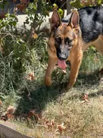 Nova GS purebred, a female German Shepherd Dog for sale in Sacramento, CA – Photo 5 of 10