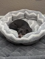Buffy , a female Dachshund and Chihuahua for sale in Sacramento, CA – 3 of 10