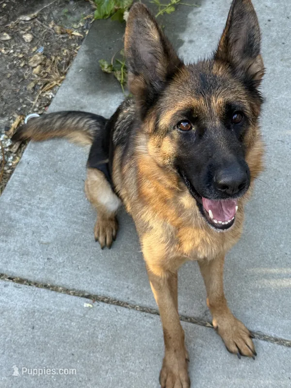 Quincee Von Rechtschaffenheit – German Shepherd Dog puppy for sale in Sacramento, CA