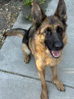 Quincee Von Rechtschaffenheit, a female German Shepherd Dog for sale in Sacramento, CA – 1 of 9
