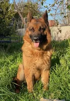 Purebred GS female Puppy 🐶, a female German Shepherd Dog for sale in Sacramento, CA – Photo 2 of 3