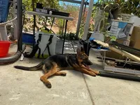 Purebred GS female Puppy 🐶, a female German Shepherd Dog for sale in Sacramento, CA – Photo 1 of 3