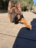 Dakota, a male German Shepherd Dog for sale in Sacramento, CA – Photo 9 of 10