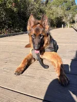 Dakota, a male German Shepherd Dog for sale in Sacramento, CA – Photo 1 of 10