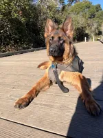 Dakota, a male German Shepherd Dog for sale in Sacramento, CA – Photo 8 of 10