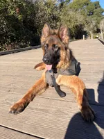 Dakota, a male German Shepherd Dog for sale in Sacramento, CA – Photo 10 of 10
