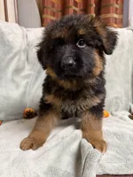 Navy collar, a male German Shepherd Dog for sale in Sacramento, CA – Photo 3 of 10