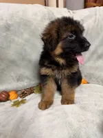 Navy collar, a male German Shepherd Dog for sale in Sacramento, CA – Photo 8 of 10