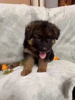 Navy collar, a male German Shepherd Dog for sale in Sacramento, CA – Photo 6 of 10