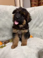 Navy collar, a male German Shepherd Dog for sale in Sacramento, CA – Photo 7 of 10
