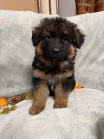 Navy collar, a male German Shepherd Dog for sale in Sacramento, CA – Photo 10 of 10