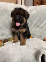 Navy collar, a male German Shepherd Dog for sale in Sacramento, CA – Photo 9 of 10