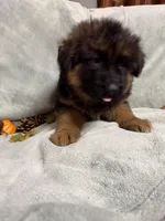 Navy collar, a male German Shepherd Dog for sale in Sacramento, CA – Photo 5 of 10