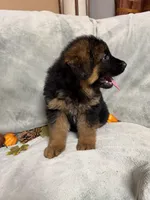 Navy collar, a male German Shepherd Dog for sale in Sacramento, CA – Photo 4 of 10