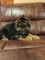 Maximus, a male German Shepherd Dog for sale in Sacramento, CA – Photo 2 of 9